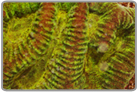 Green Favites Brain Coral